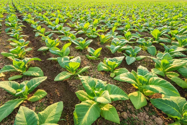 Planta de tabaco verde joven en el campo en la provincia de Sukhothai norte — Foto de Stock