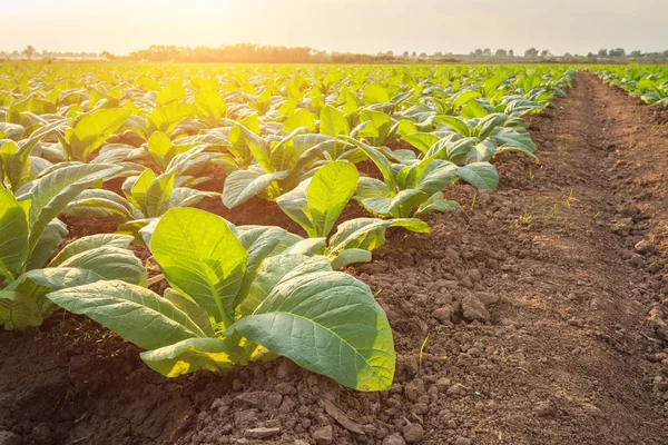 Young green tobacco plant in field at Sukhothai province norther — Stock Photo, Image