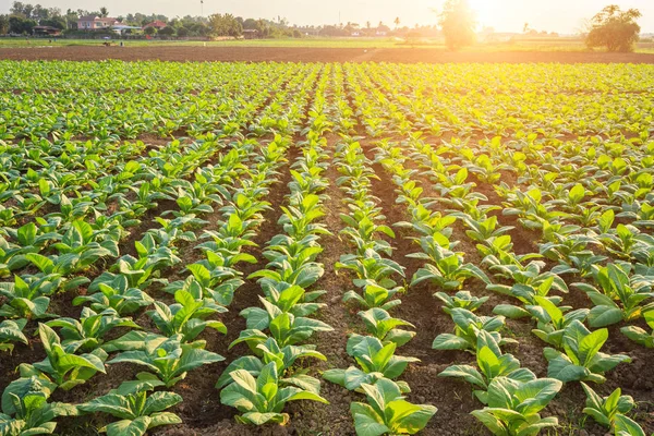 Jeune plant de tabac vert dans le champ de la province de Sukhothai au nord — Photo