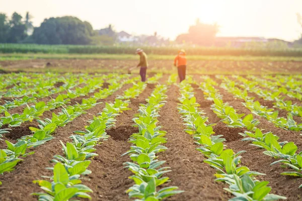 Young green tobacco plant in field at Sukhothai province norther — Stock Photo, Image