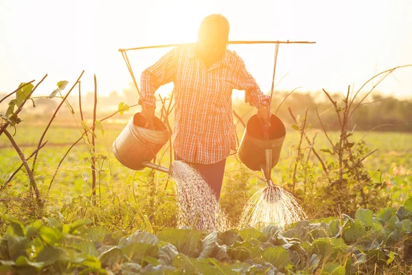 Thailändska bonde eller trädgårdsmästare vattning i vegetabiliska gård med vattning — Stockfoto