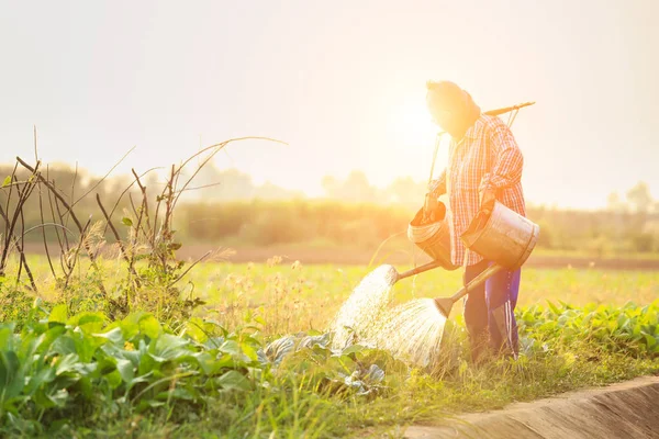 Thailändska bonde eller trädgårdsmästare vattning i vegetabiliska gård med vattning — Stockfoto