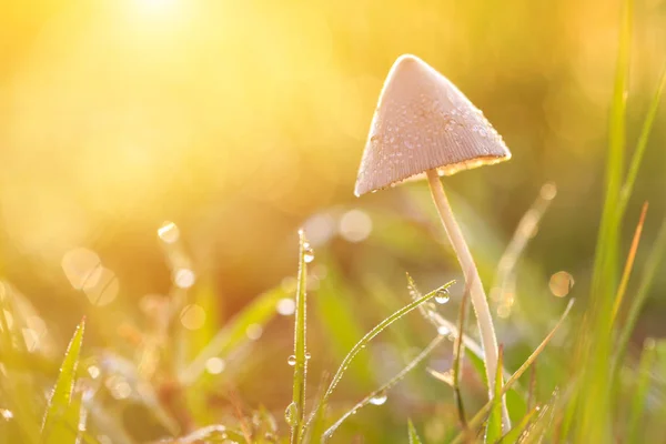 Small rotten mushroom on the green field in the morning time. Wi — Stock Photo, Image