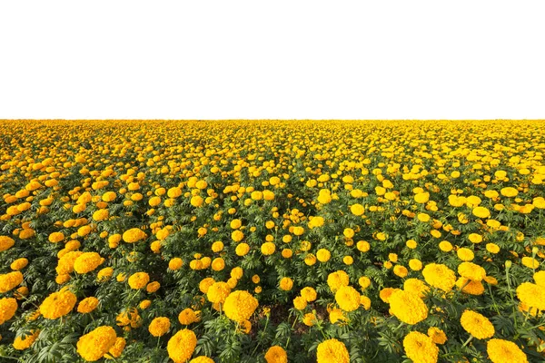 Landscape of Marigold flower in field at northern of Thailand, Y — Stock Photo, Image