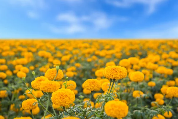 Landscape of Marigold flower in field at northern of Thailand, Y — Stock Photo, Image