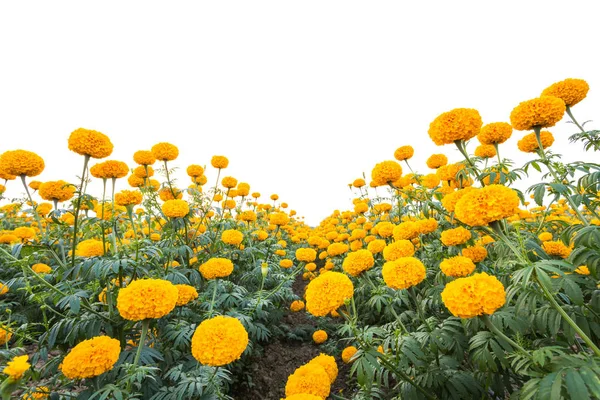 Landscape of Marigold flower in field at northern of Thailand, Y — Stock Photo, Image