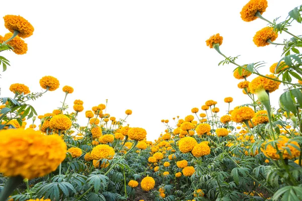 Landscape of Marigold flower in field at northern of Thailand, Y — Stock Photo, Image