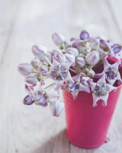 Crown blommor eller Calotropis giantea på träbord — Stockfoto