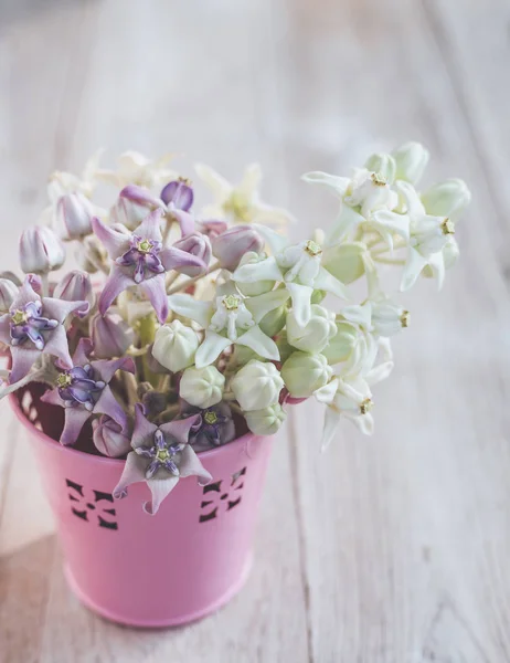 Crown blommor eller Calotropis giantea på träbord — Stockfoto