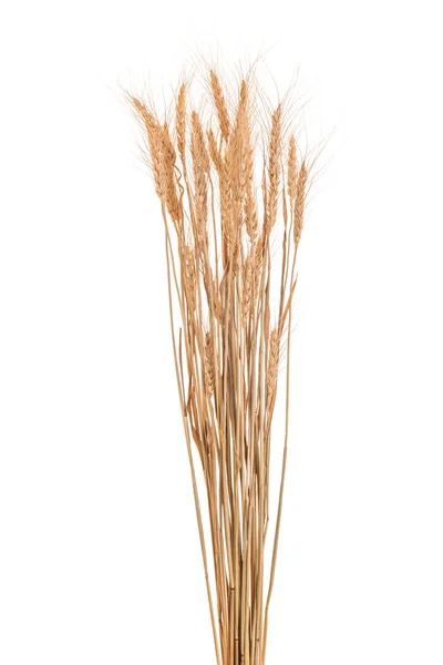 Brown sušené úrody pšenice. Studio záběr izolované na bílém — Stock fotografie