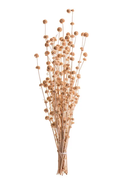 Flor de hierba de color seco para la decoración de interiores. Estudio de disparo y —  Fotos de Stock