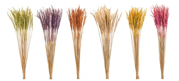 Сухой цвет риса с соломой для украшения интерьера. Студия — стоковое фото