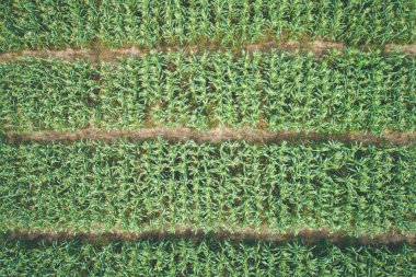 Doku ve arka plan için Mısır ağacının doğa koyu yeşil yaprak. 