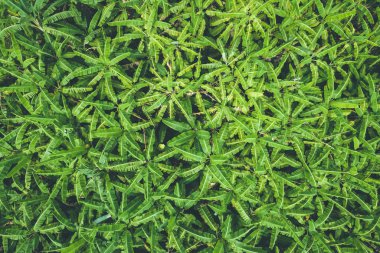 Muz ağacı İçinAlan ve arka plan koyu yeşil yaprak. Aeri