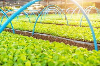 Siyah plastik fidan tepsisindeki tütün ağacının gençliği