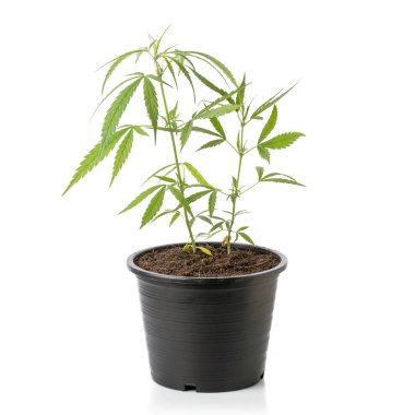 Siyah plastik tohum kabında taze marihuana ağacı