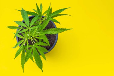 Genç yeşil marihuana ağacını kapayın. Siyah plastik sesiyle.