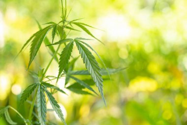 Bahçedeki yeşil, taze marihuana ağacını natu ile kapatın.