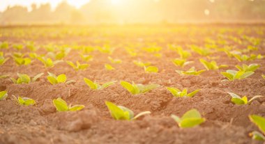 Genç tütün bitki Sukhothai il norther alanında yeşil