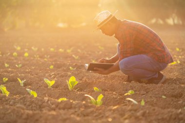 Tütün tarlasında çalışan Asyalı genç çiftçi veya akademisyen