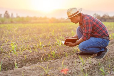 Genç Cor tarlasında çalışan Asyalı genç çiftçi ya da akademisyen