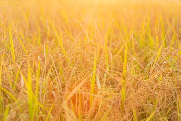 Paisagem de campo de arroz e belo pôr do sol céu na Tailândia — Fotografia de Stock