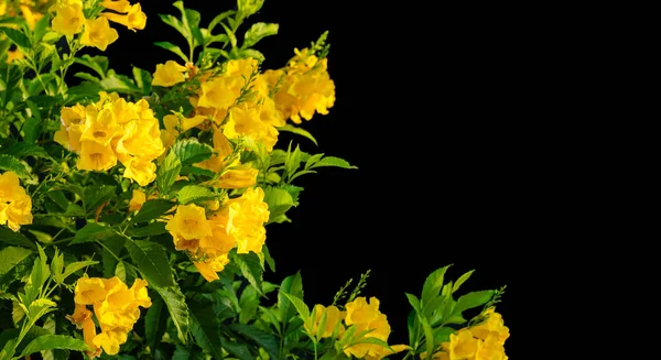 Bush of Yellow elder, Trumpetbush or Trumpet Flower on the branc — Stock Photo, Image