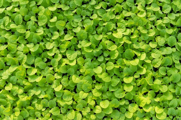 Siyah plastikteki tütün ağacının gençliği — Stok fotoğraf