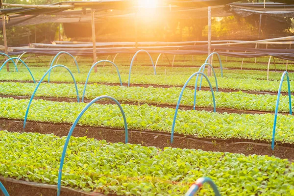 Young of tobacco tree in black plastic seedling tray — ストック写真