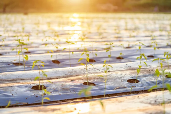 Roll of young green hot chilli cover the soil with long plastic — ストック写真