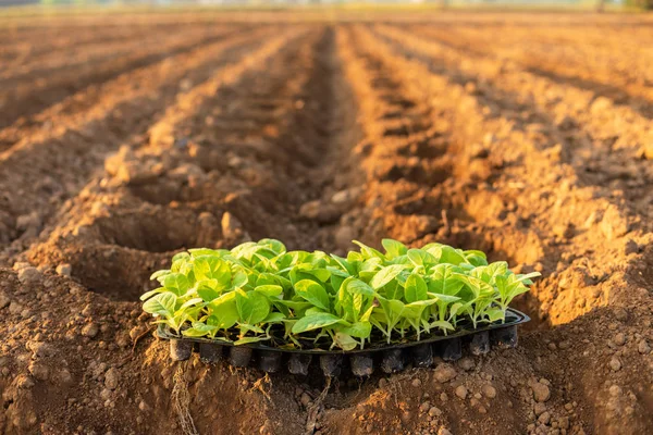 Agricole thaïlandais plantant les jeunes de tabac vert dans la fi — Photo