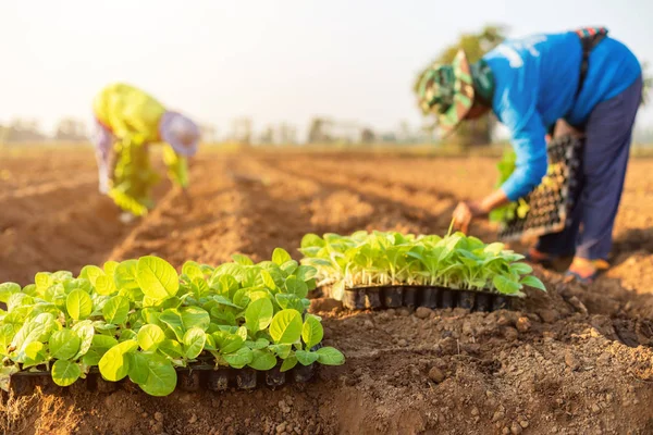 Agricultor tailandês plantar os jovens de tabaco verde no fi — Fotografia de Stock