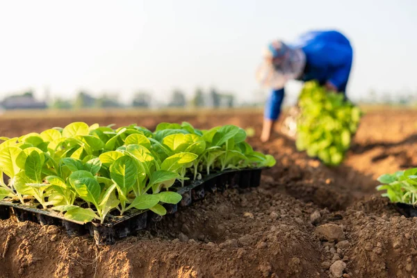 Agricultor tailandês plantar os jovens de tabaco verde no fi — Fotografia de Stock