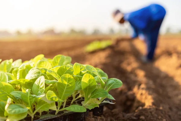 Agricole thaïlandais plantant les jeunes de tabac vert dans la fi — Photo