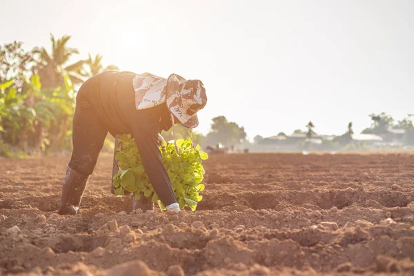 Agricultor tailandés plantación de los jóvenes de tabaco verde en la fi —  Fotos de Stock