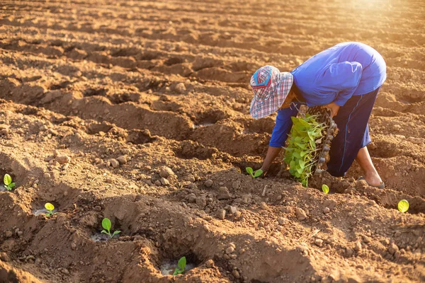 Agricultor tailandês plantar os jovens de tabaco verde no fi — Fotografia de Stock