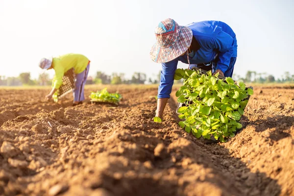 Thai agriculturist planting the young of green tobacco in the fi — Stock Photo, Image