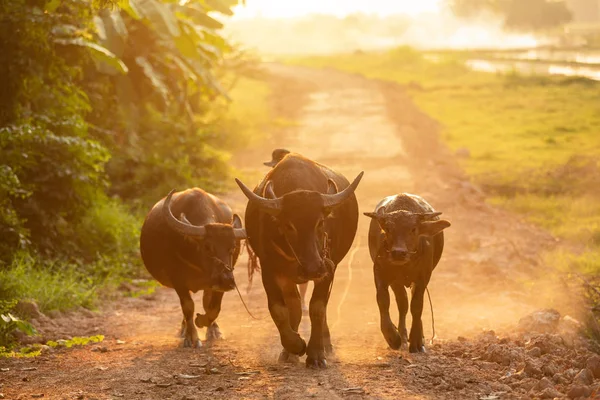 Thajský černý buvol kráčí po silnici na venkově ve večerních hodinách — Stock fotografie