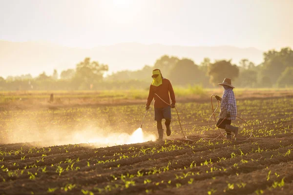 Agricultor asiático que trabaja en el campo y pulverización química o ferti —  Fotos de Stock