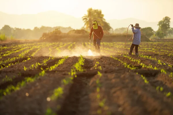 Agricultor asiático que trabalha no campo e pulverização química ou ferti — Fotografia de Stock