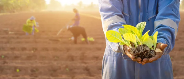 Agricultor tailandês plantar os jovens de tabaco verde no fi — Fotografia de Stock