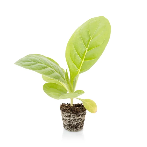 Joven de árbol de tabaco verde con tierra de siembra aislada en blanco — Foto de Stock