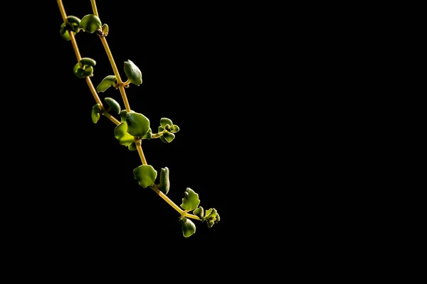 Foglia verde nel giardino isolato su sfondo nero — Foto Stock