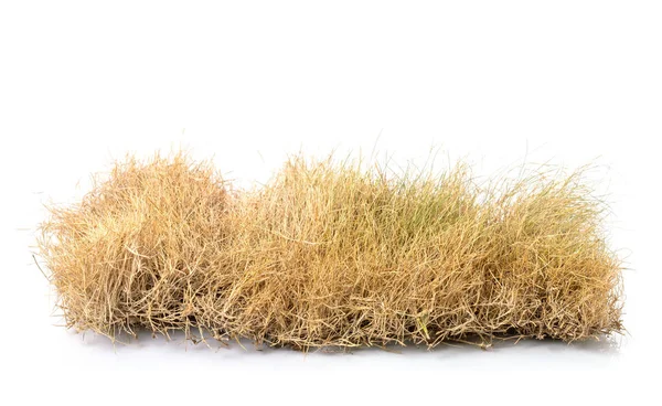 Dry brown garden grass studio shot and isolated on white — Stock Photo, Image