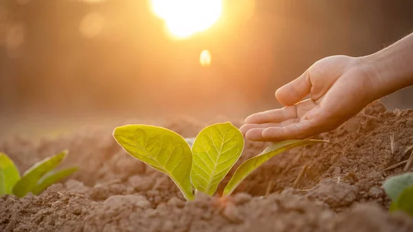 Hand des Landwirts berührt Blatt des Tabakbaums im Sonnenaufgang o — Stockfoto