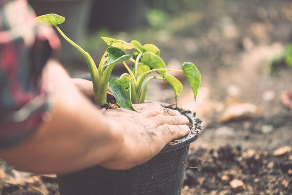 People planting green plant to plastic pot in the garden. Home a