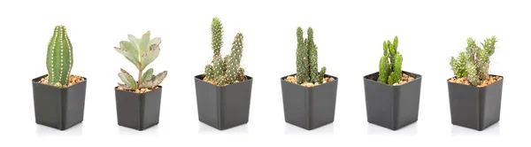 Set de mini cactus en maceta de plástico negro aislado en whi — Foto de Stock