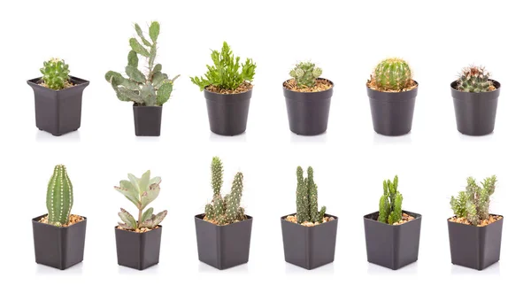 Set de mini cactus en maceta de plástico negro aislado en whi — Foto de Stock