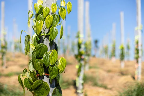 Albero di pepe arrampicata sul palo nel campo — Foto Stock