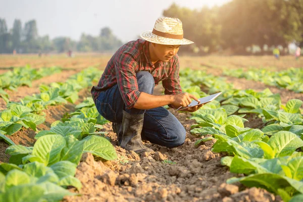 Jovem agricultor asiático ou académico que trabalha no domínio do tabaco — Fotografia de Stock